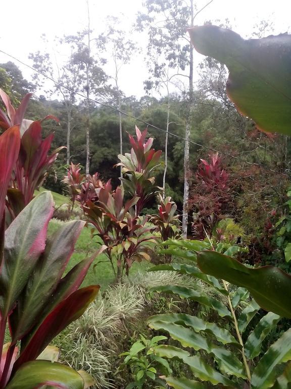 Green Mountain And Lodge Turrialba Zimmer foto