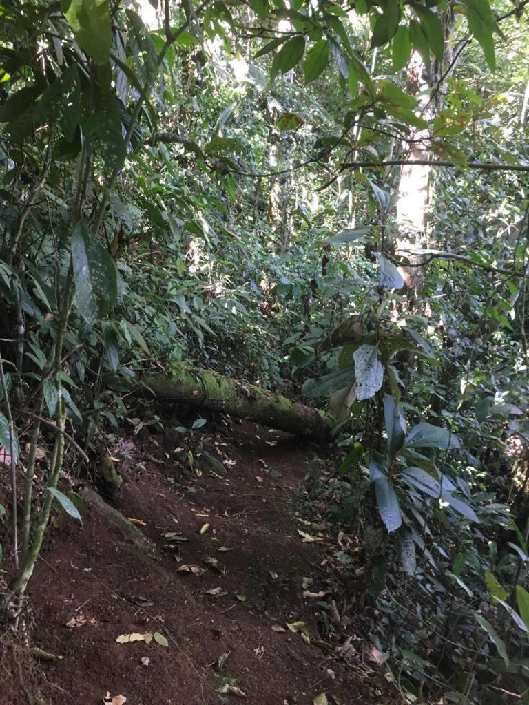 Green Mountain And Lodge Turrialba Exterior foto